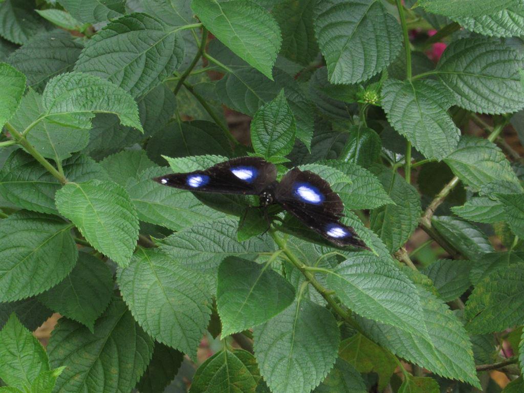 butterfly