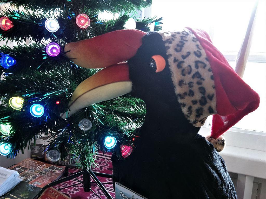 hornbill