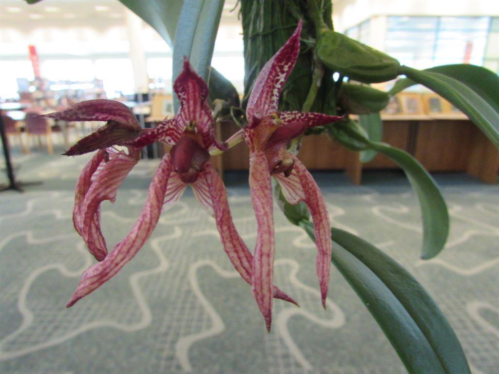 orchid1