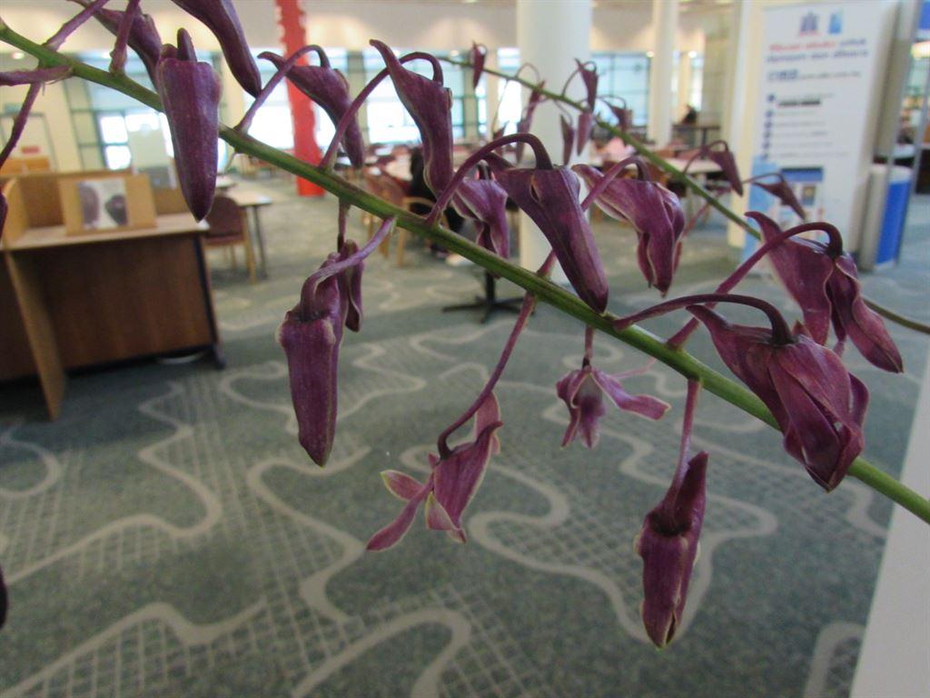 orchid2