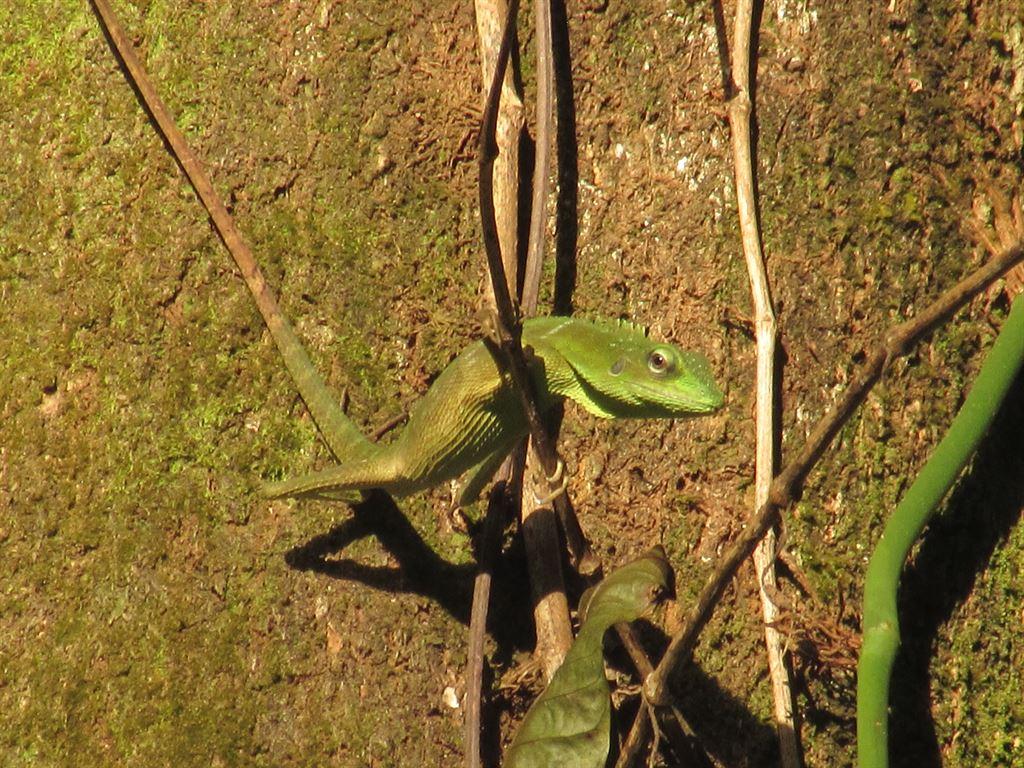 lizard