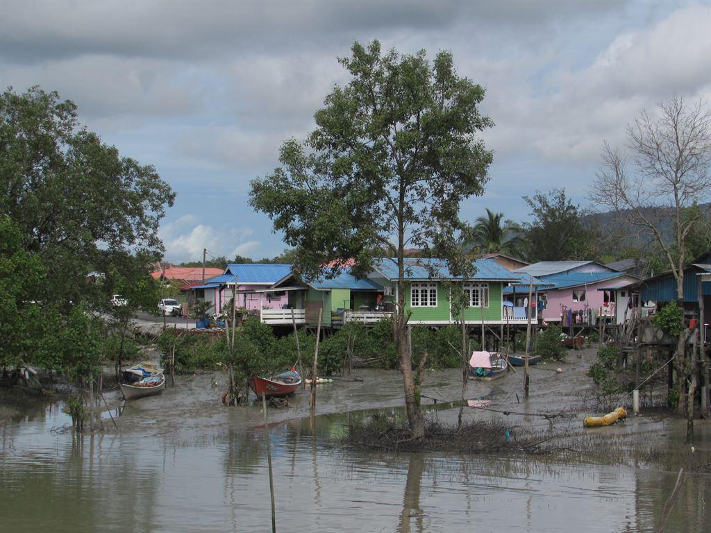 mangroves