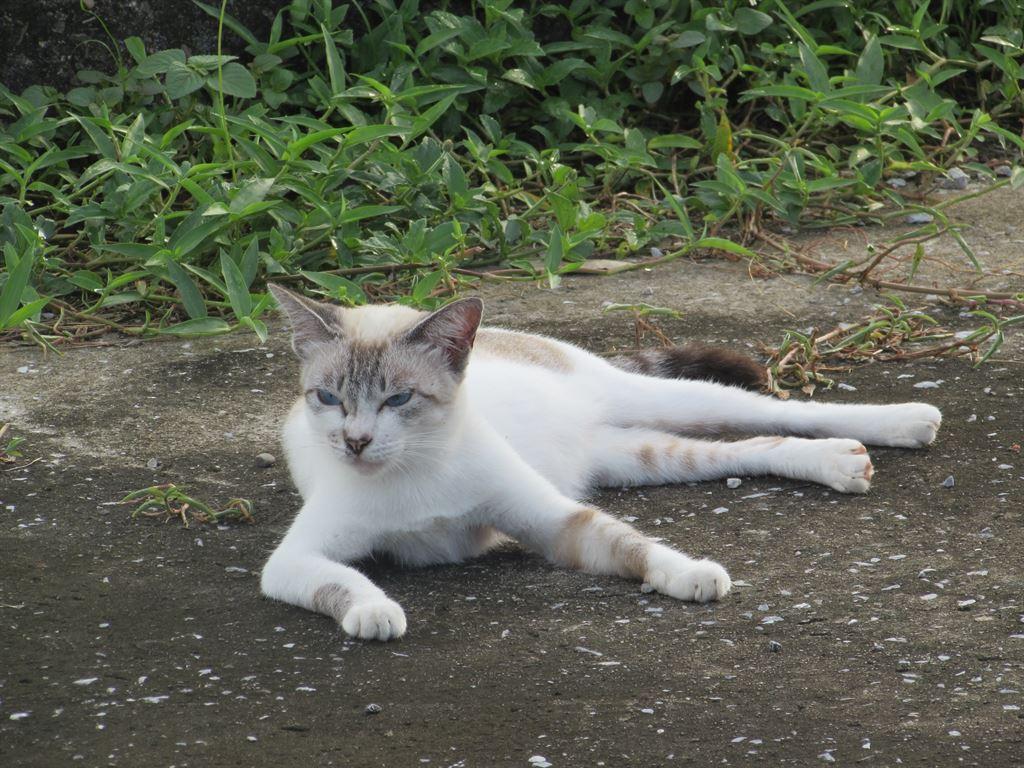 cat2