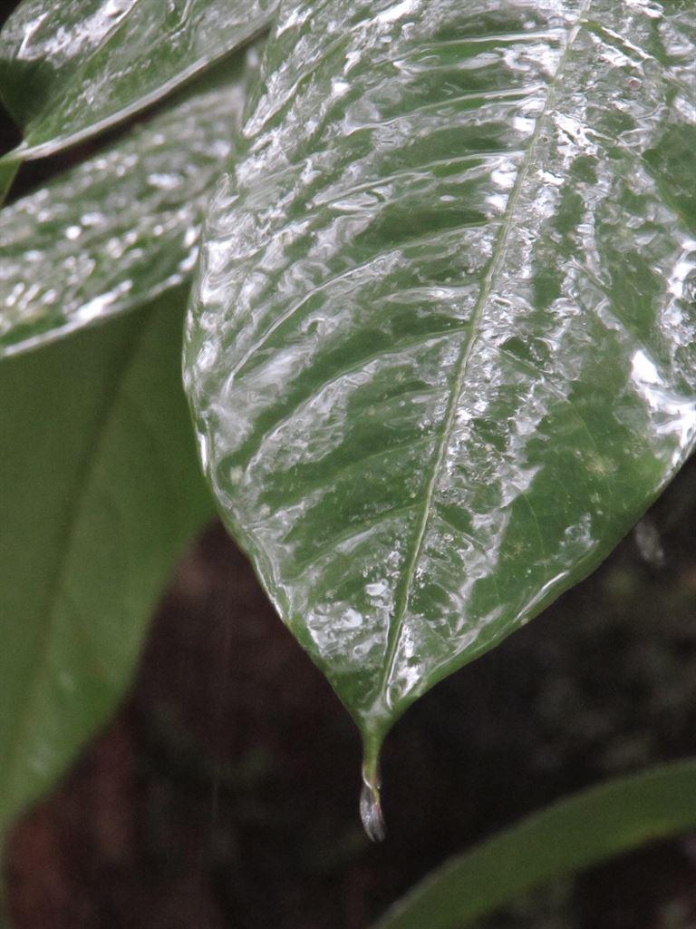 leaves2