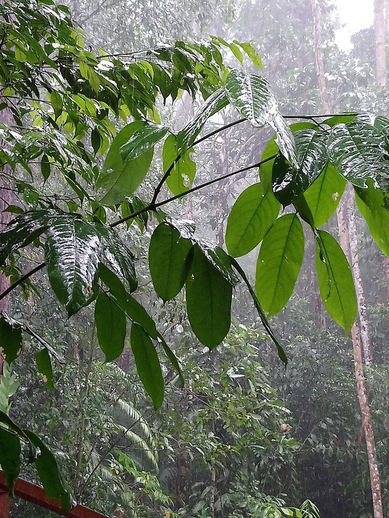 leaves1