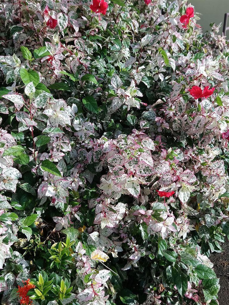 pink&hibiscus