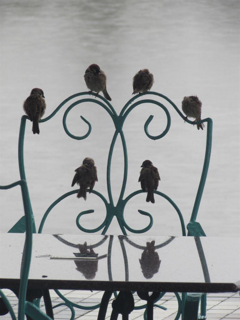 sparrows1