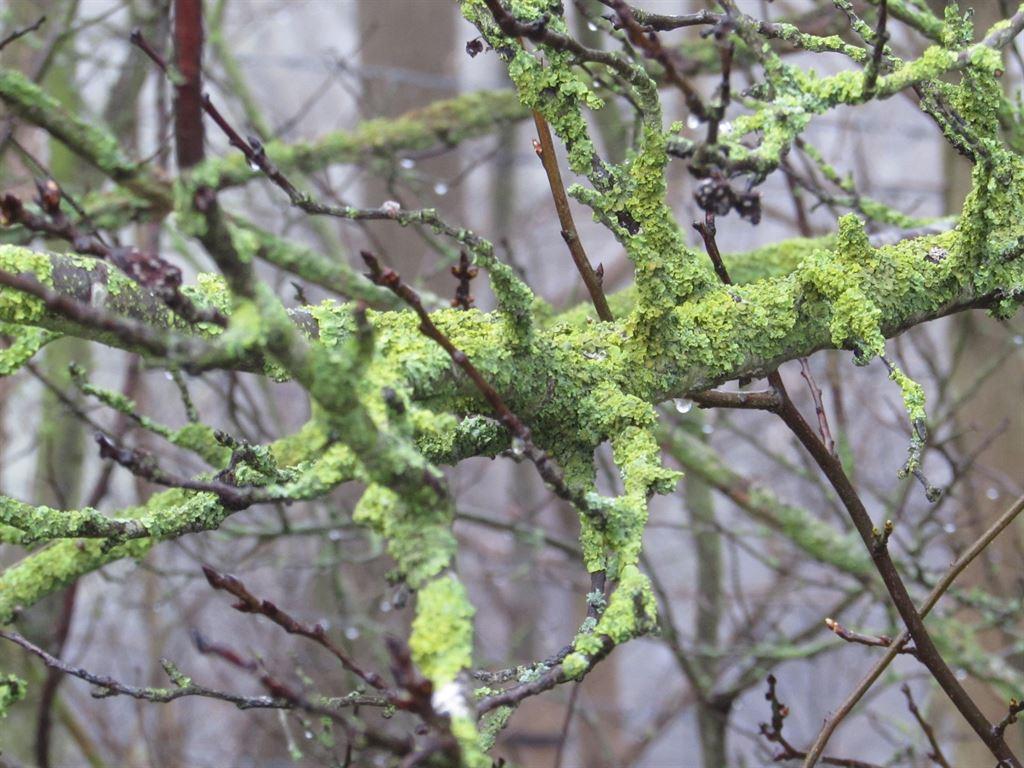 moss