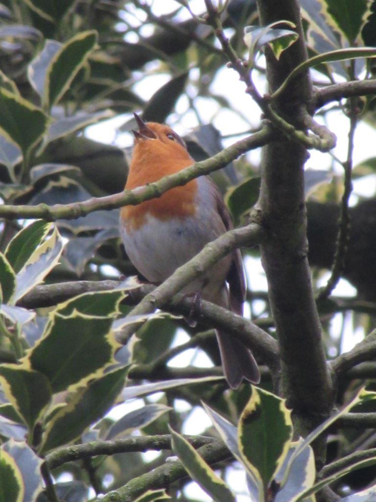 robin