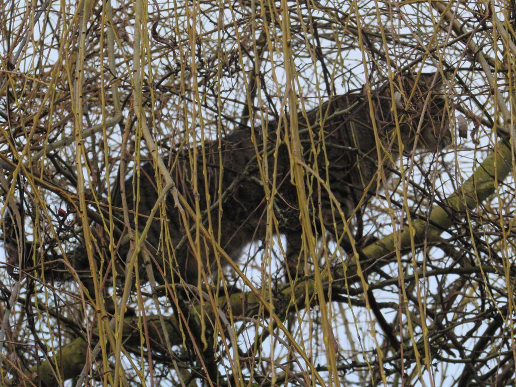 catnatree