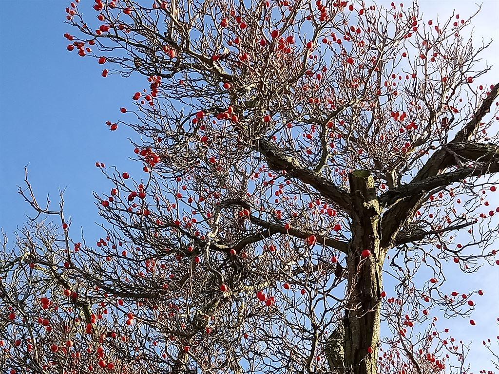 tree
