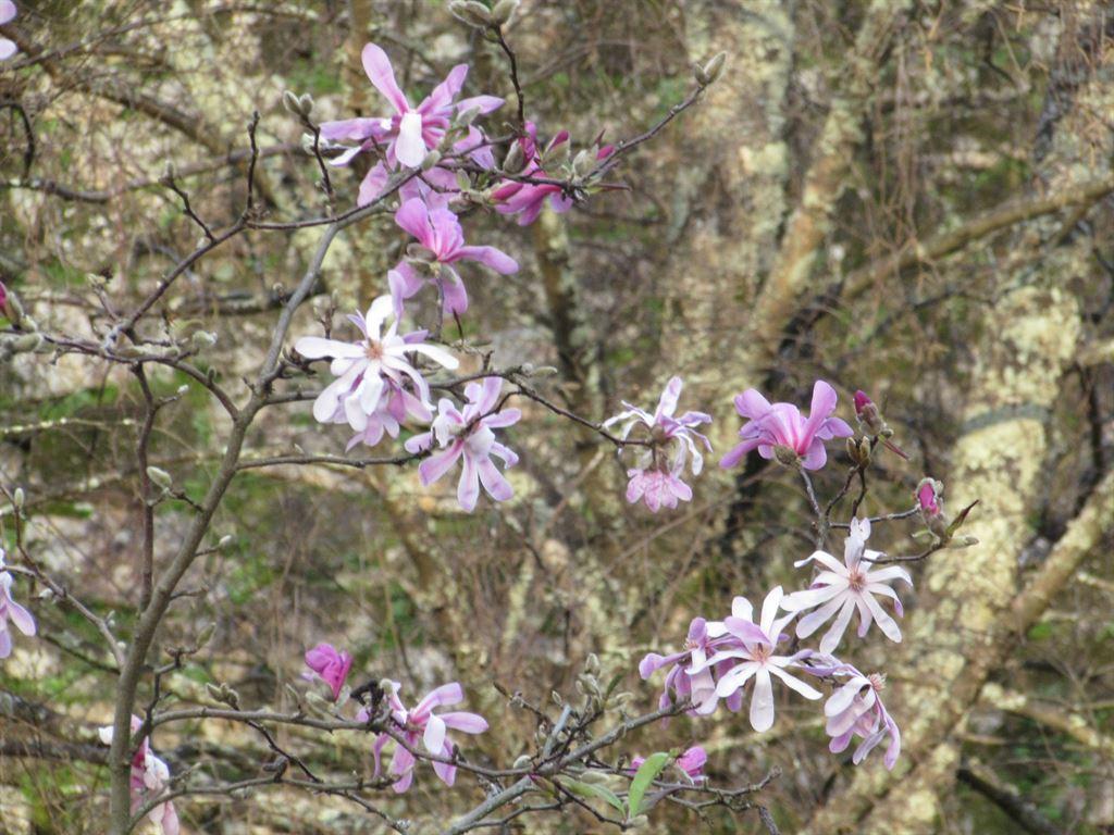vigoflowers