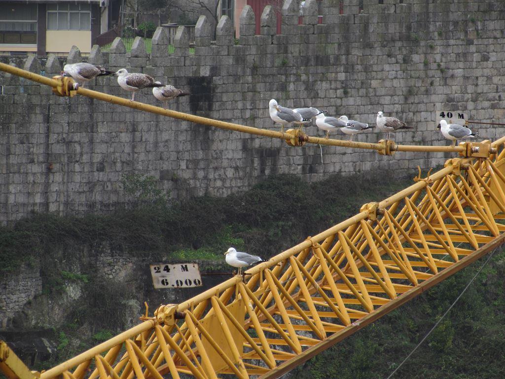 gulls