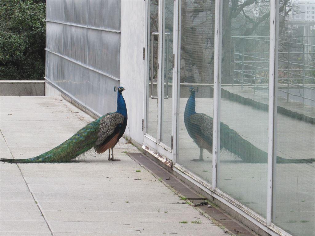 peacock
