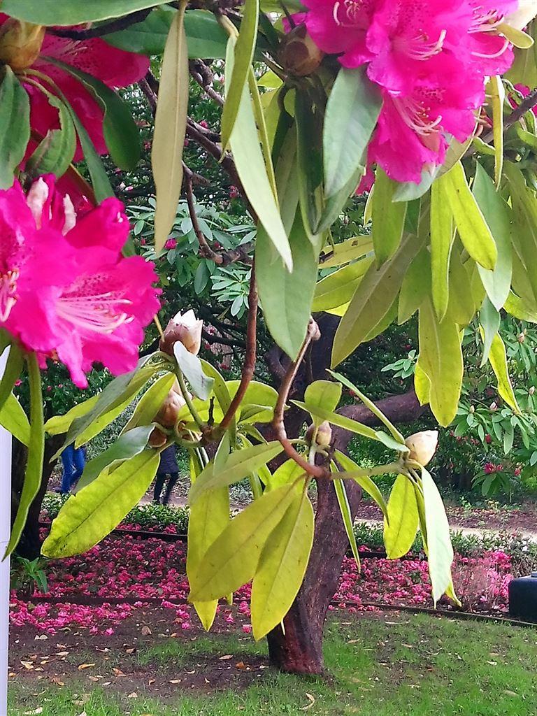camellias