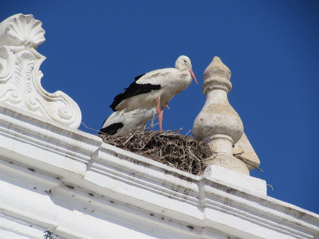 stork2