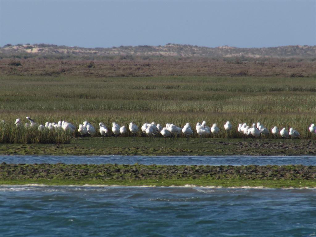 birds1