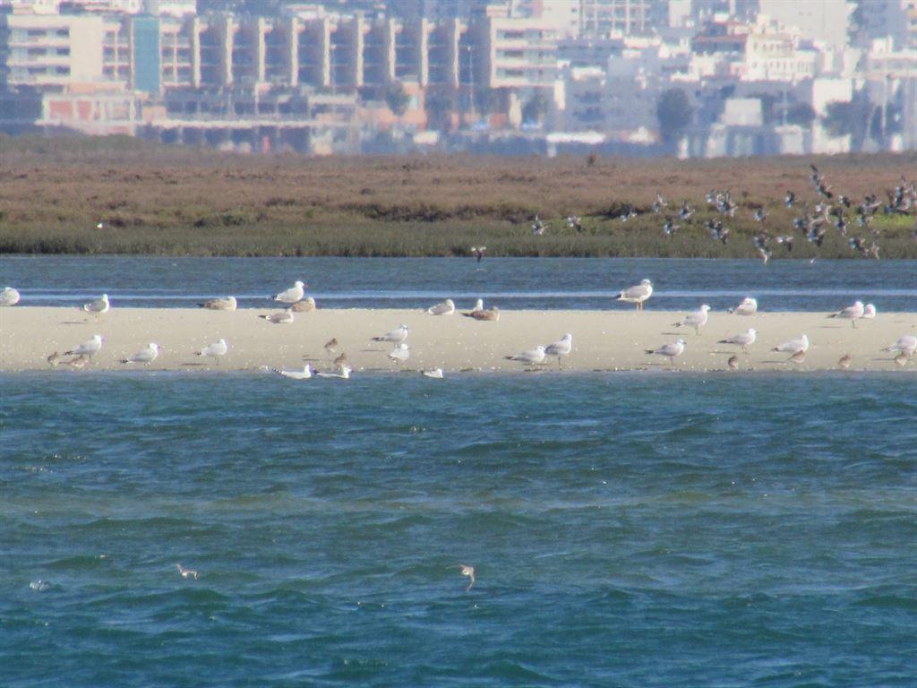 birds3