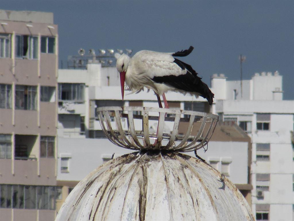 stork3