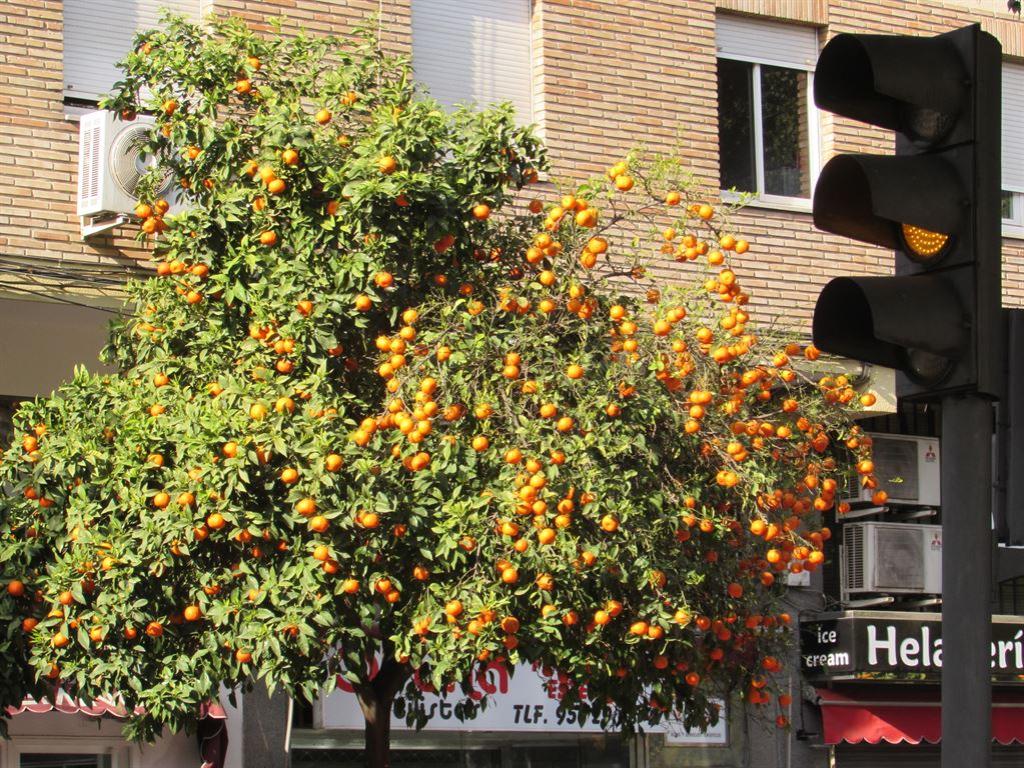 oranges