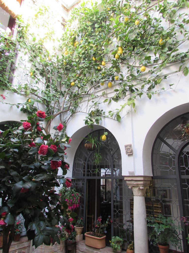patio1