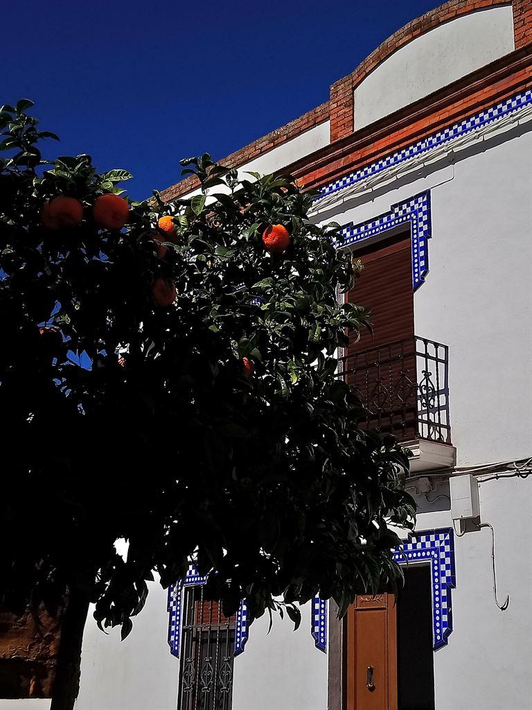 oranges1