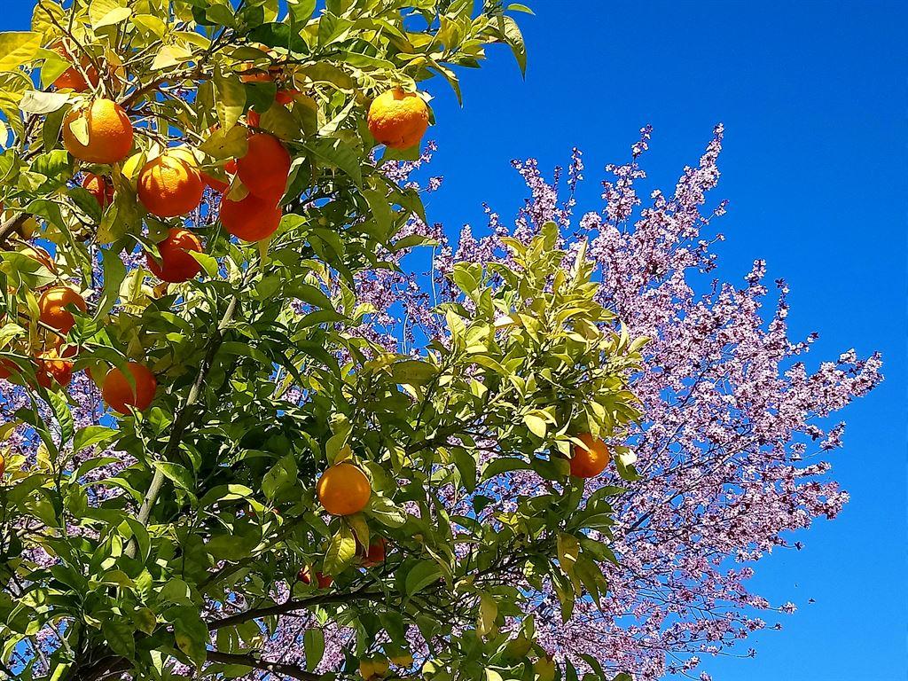 oranges2