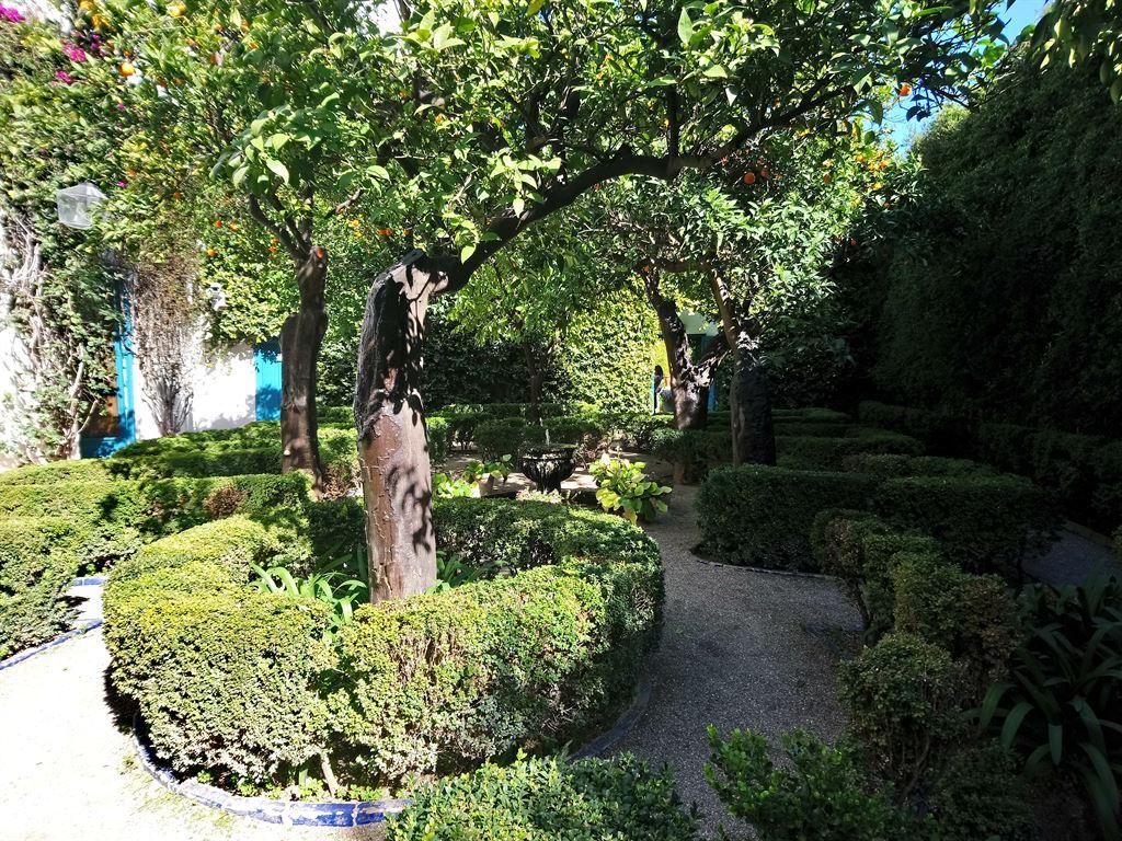 bushes