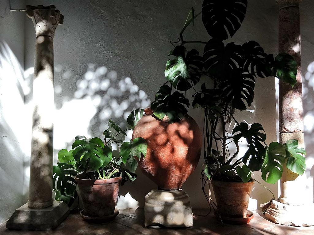 stilllife