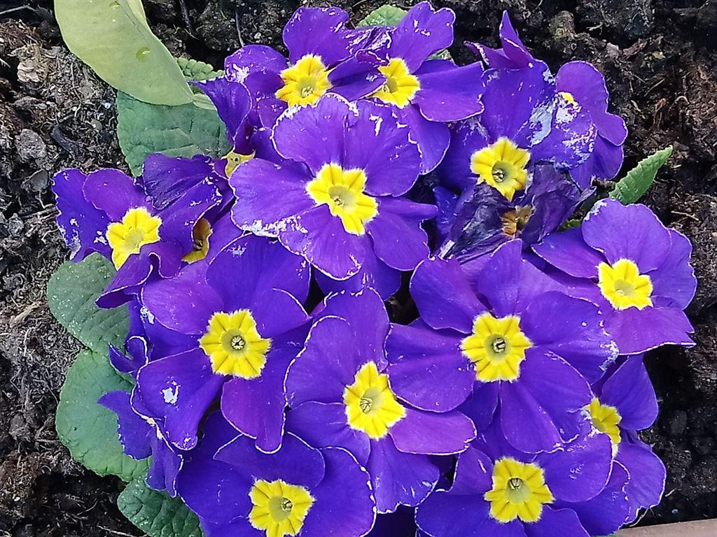 primulas