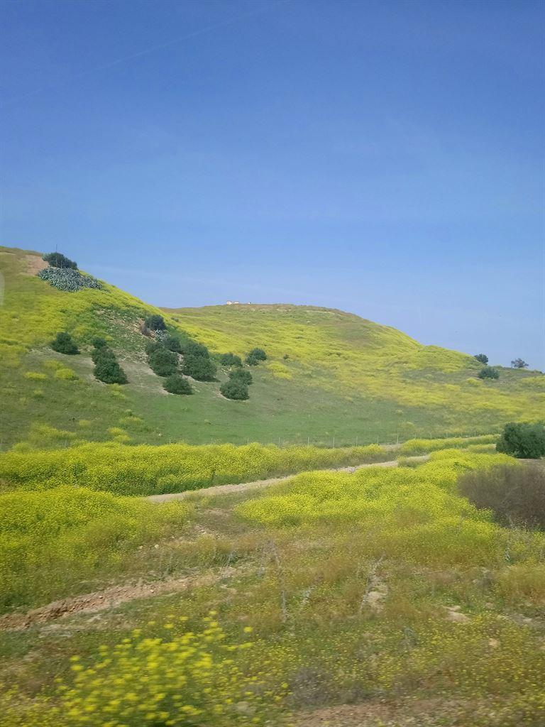 yellow