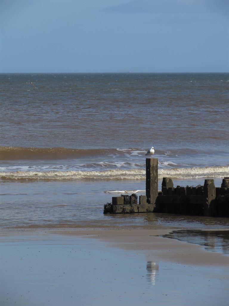 seagull