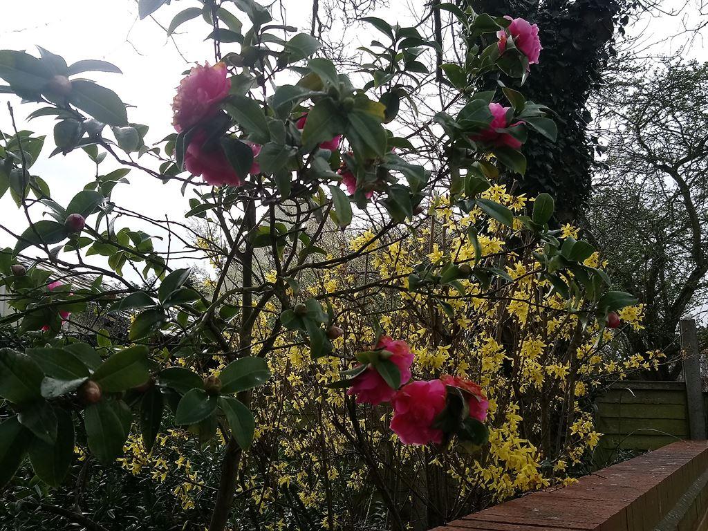 flowers