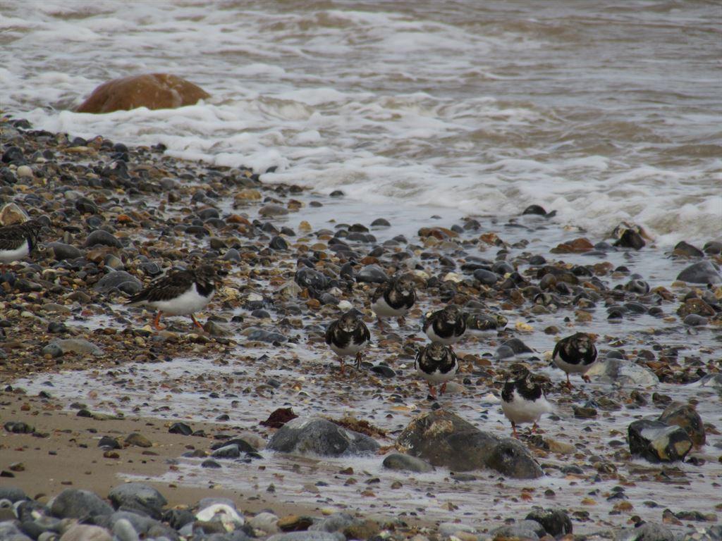 turnstones1