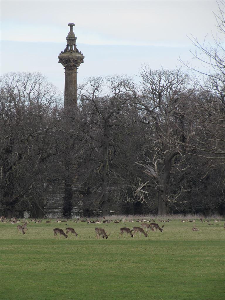 deer