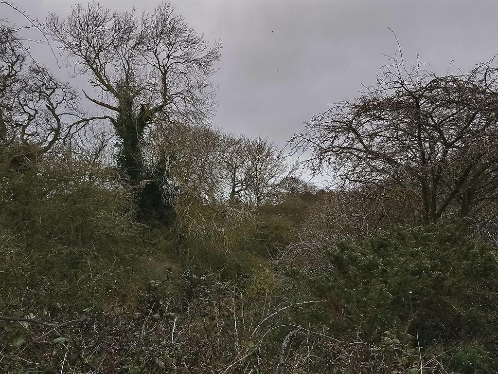 trees1