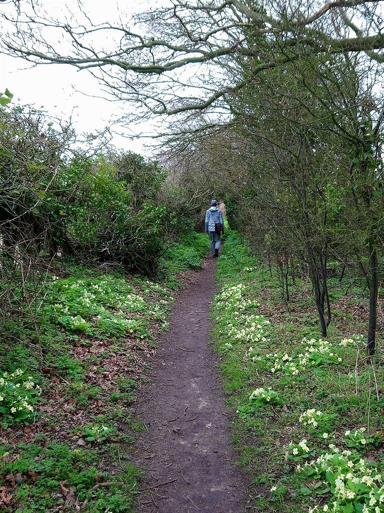 primroses