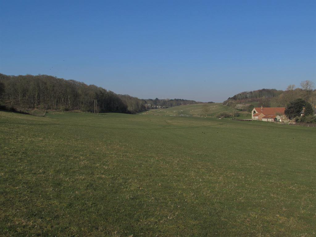 meadow