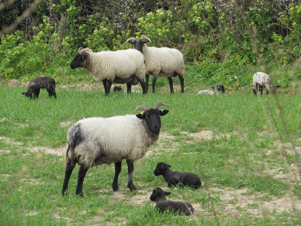 lambs