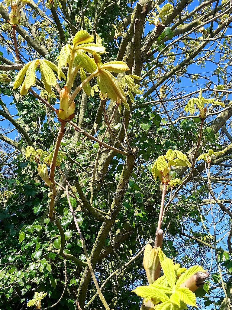 buds