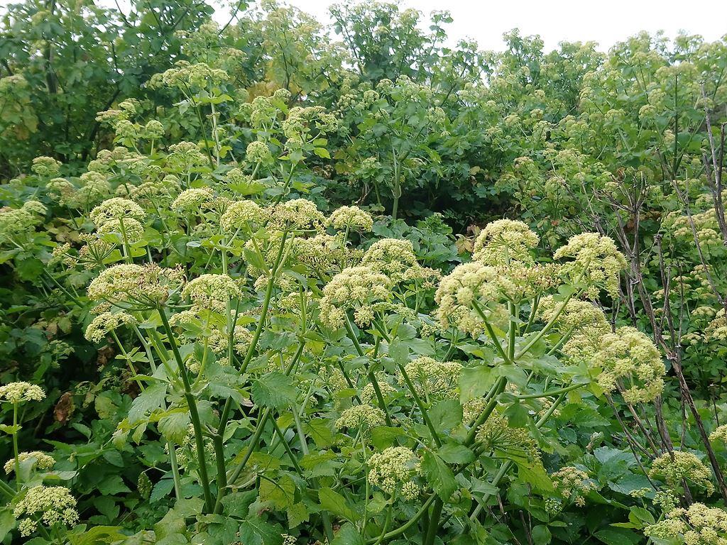 greenstuff1