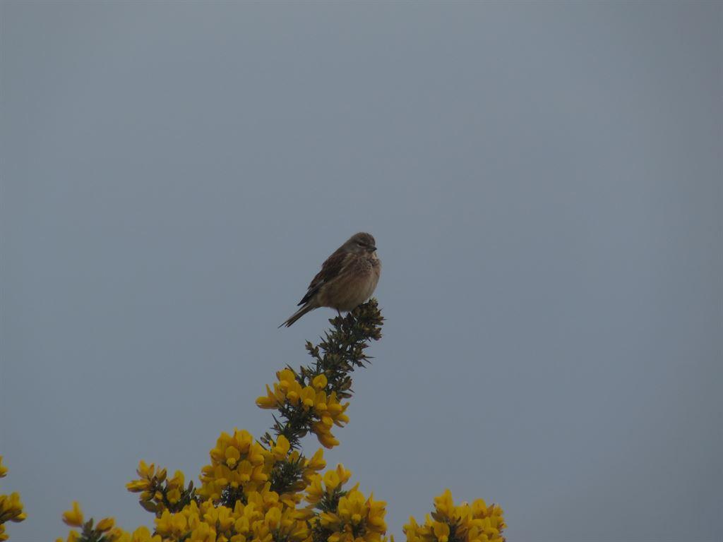 linnet1