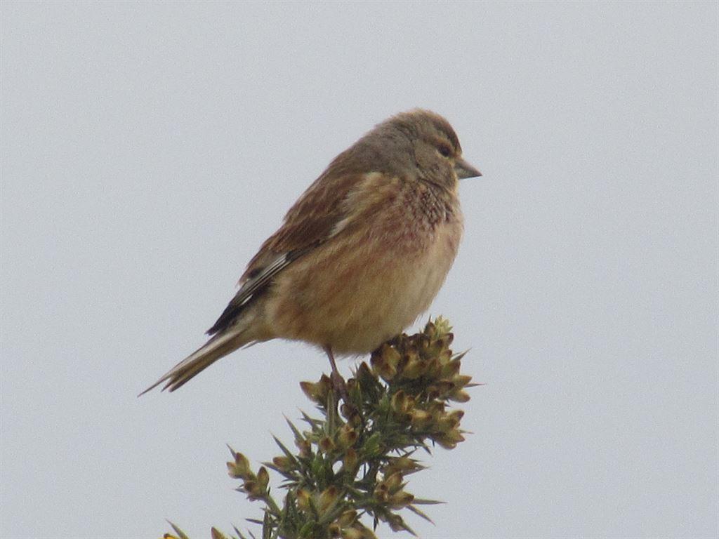 linnet2