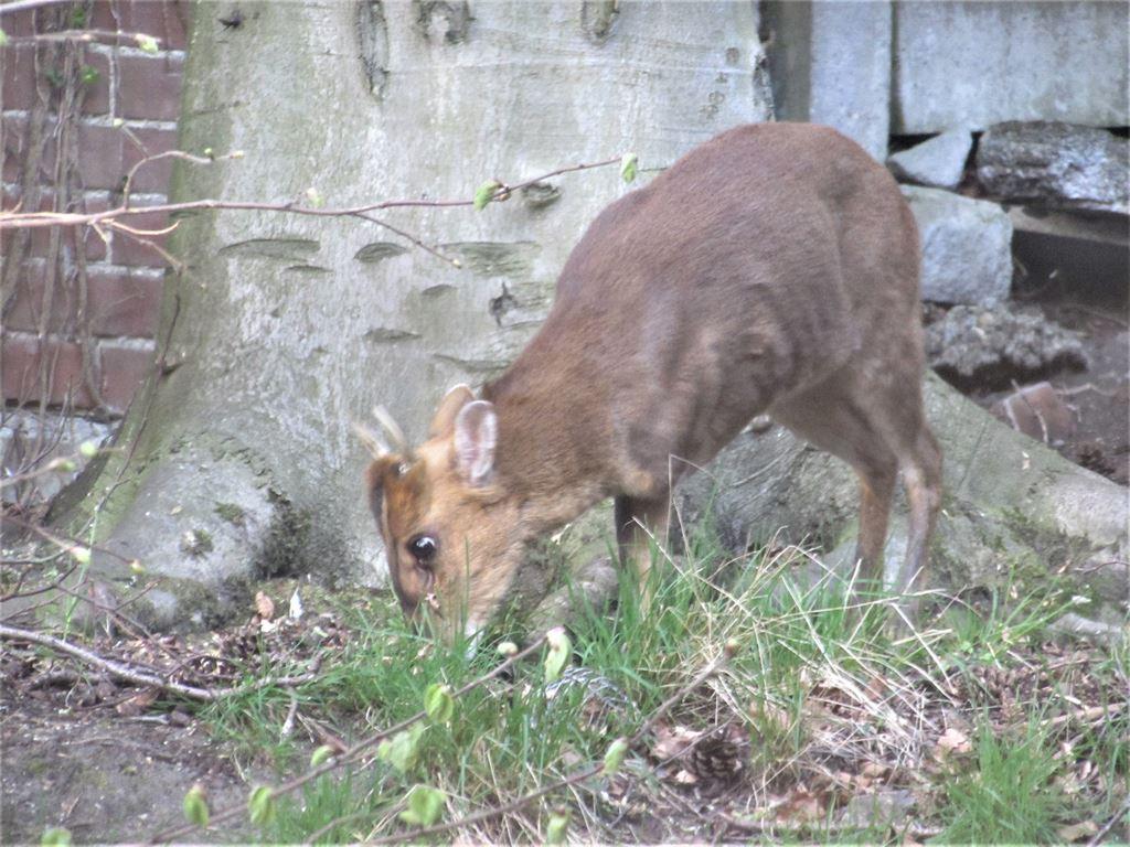 deer