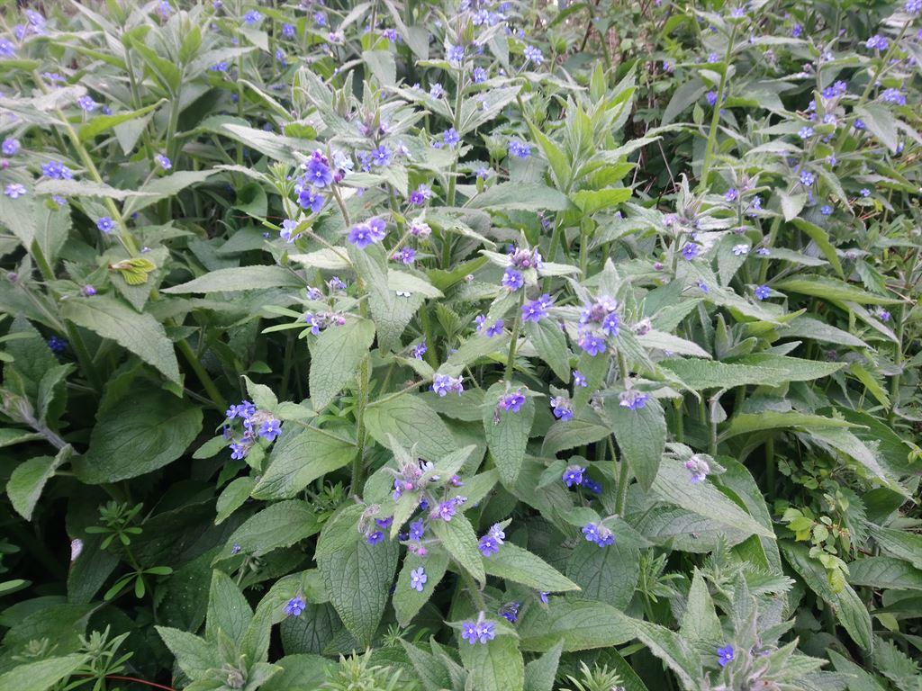speedwell
