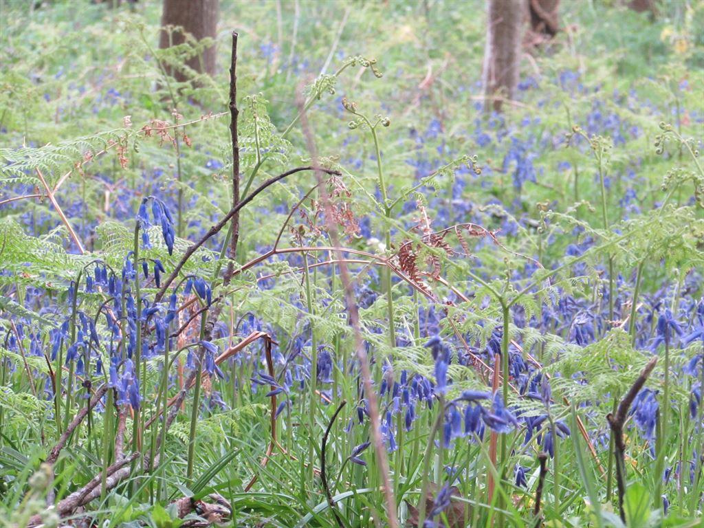 bluebs