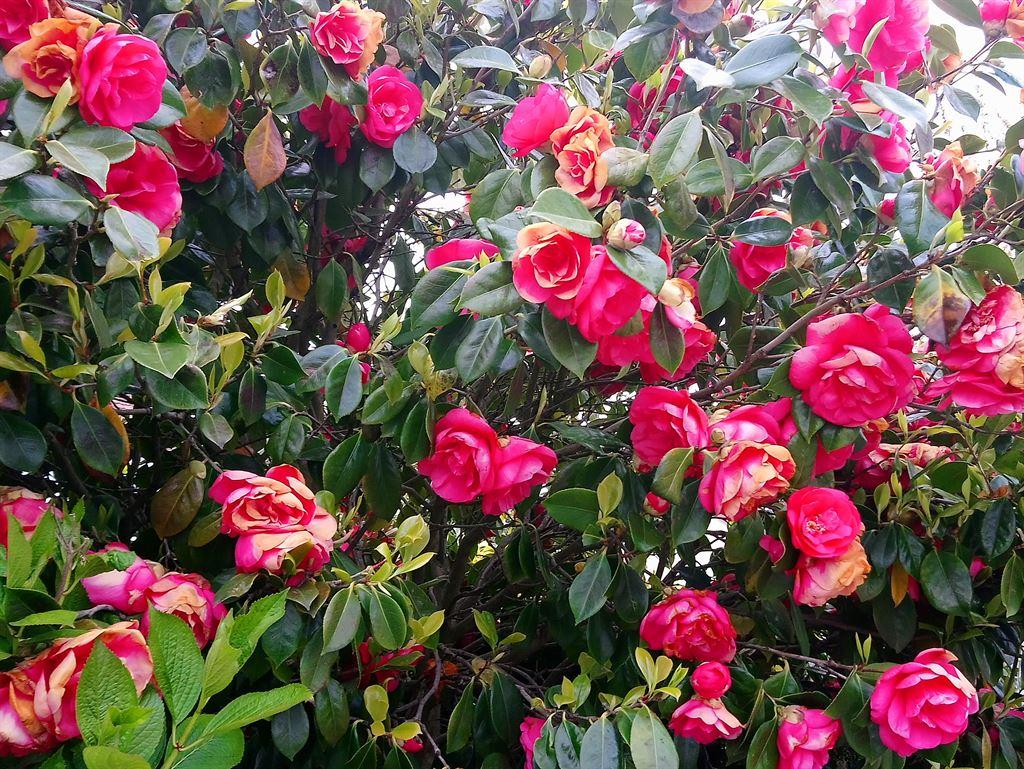 camellias