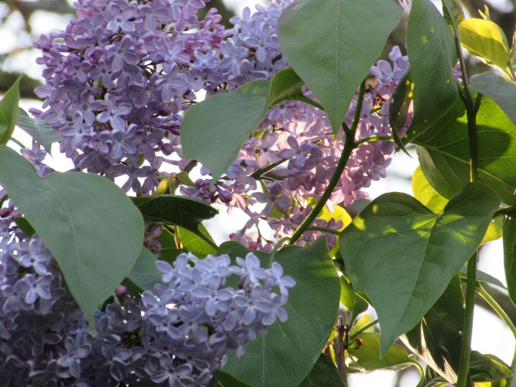 lilac
