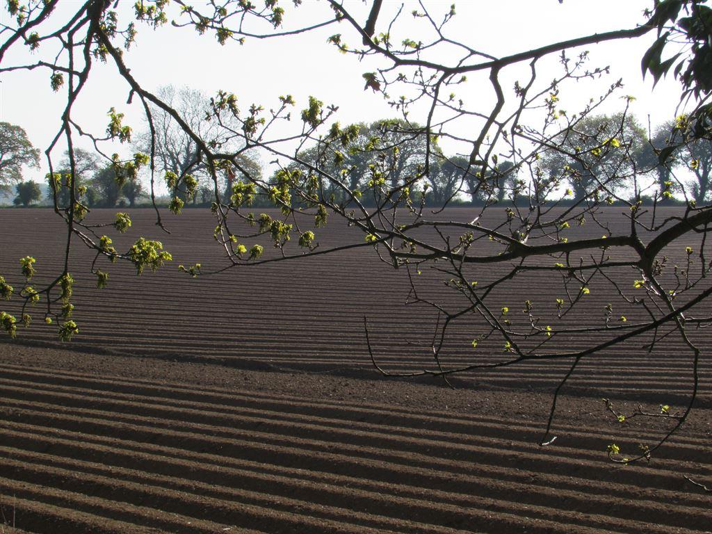 field&buds