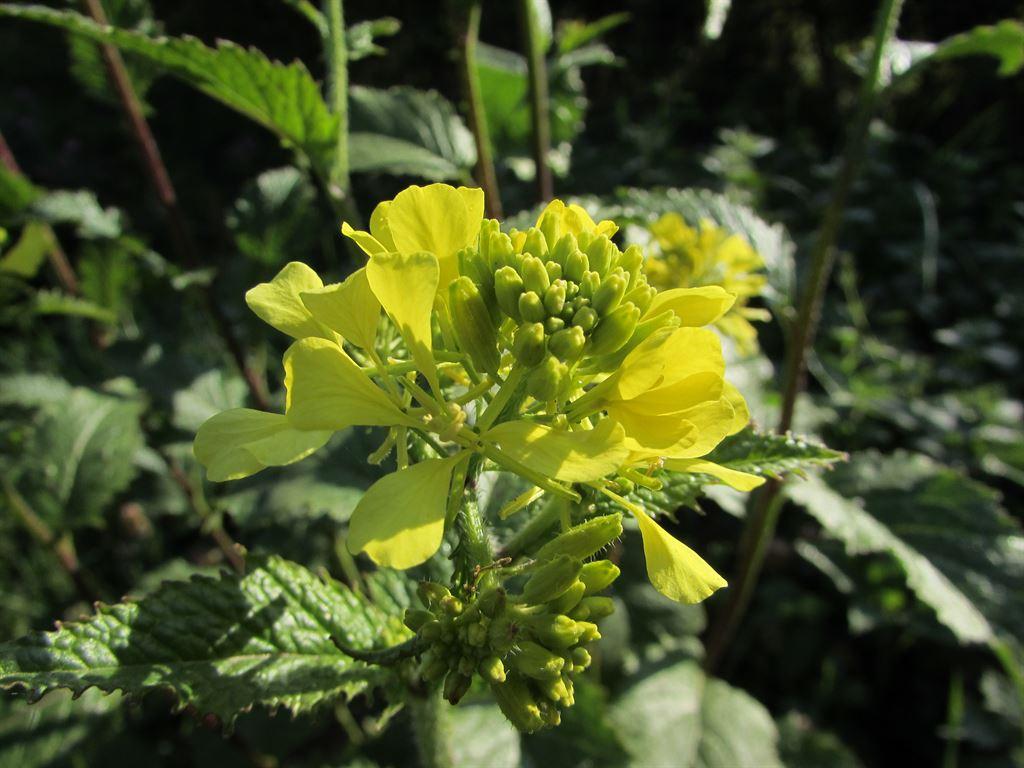 yellow